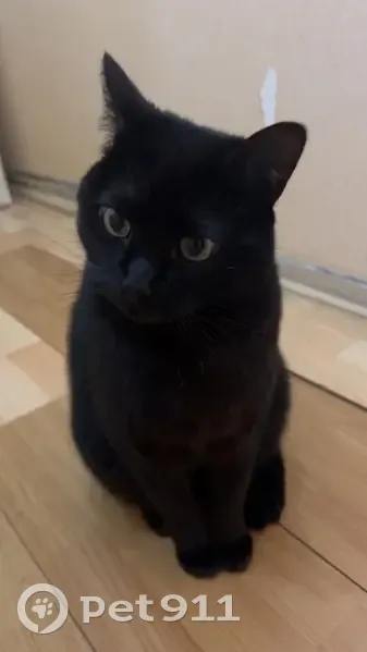 Chat noir adulte perdu, très craintif, Bobigny - photo