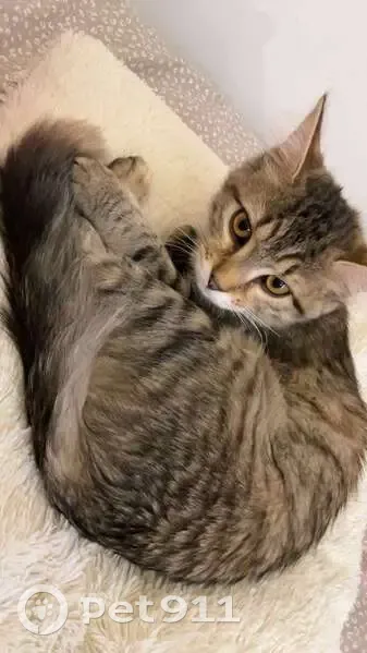 Chatte grise perdue à Courbevoie - photo