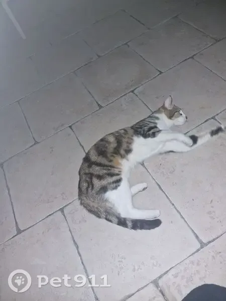 Chatte amicale trouvée à Bagnolet - photo