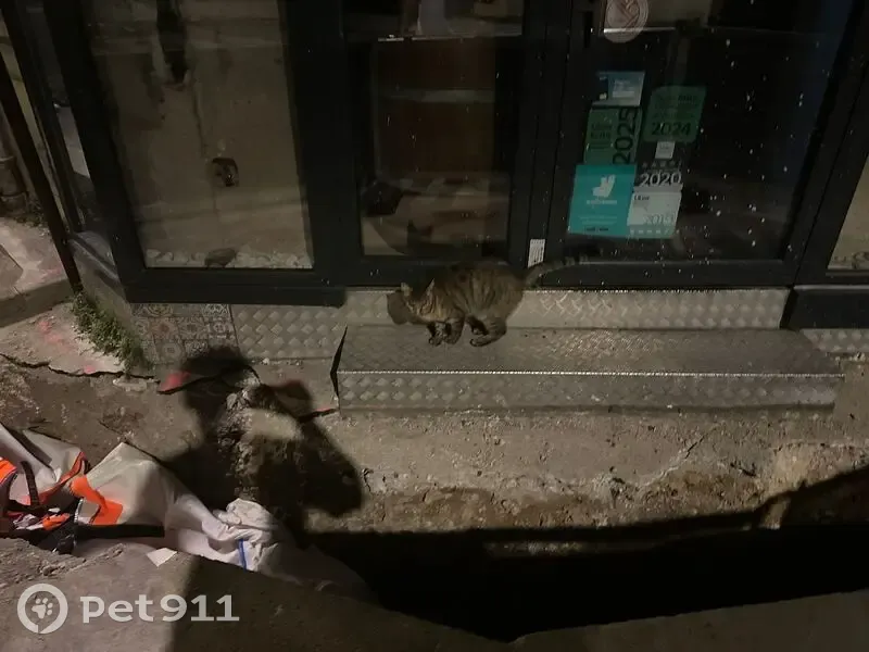 Chat trouvé près du restaurant à Paris - photo