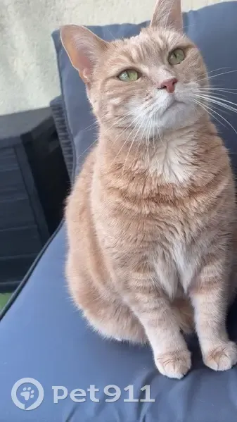 Chat perdue à Villeparisis, aidez-nous ! - photo