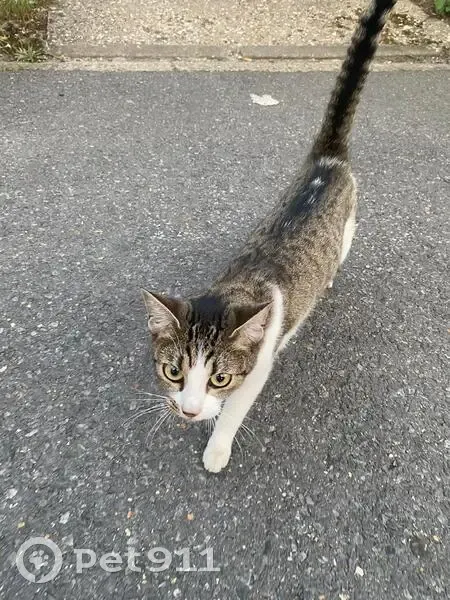 Chat trouvé : petit, mince, gris-blanc-noir - photo