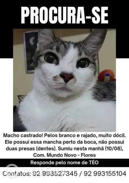 Gato desaparecido Macho (brl001337) - photo