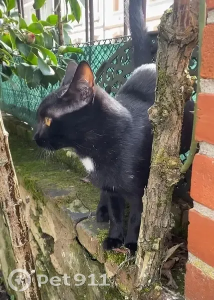 Chat perdu, sociable, taches blanches, Albi - photo