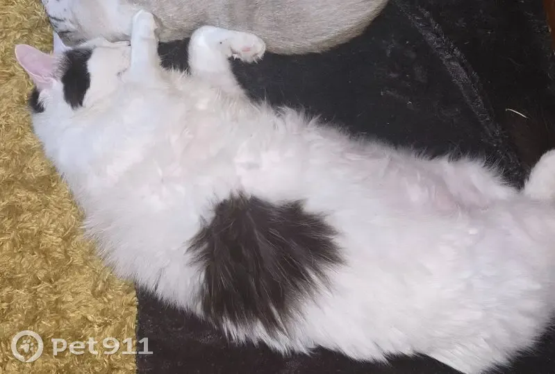 Chat perdu : blanc/noir, docile, Rue du Souvenir - photo