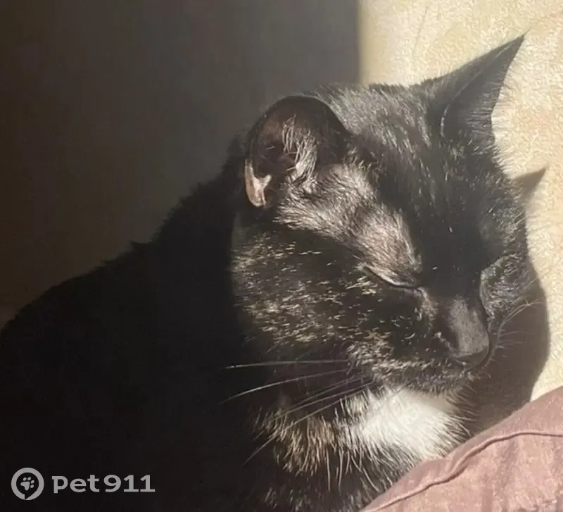 Chatte écaille de tortue perdue à Saint-Maur - photo