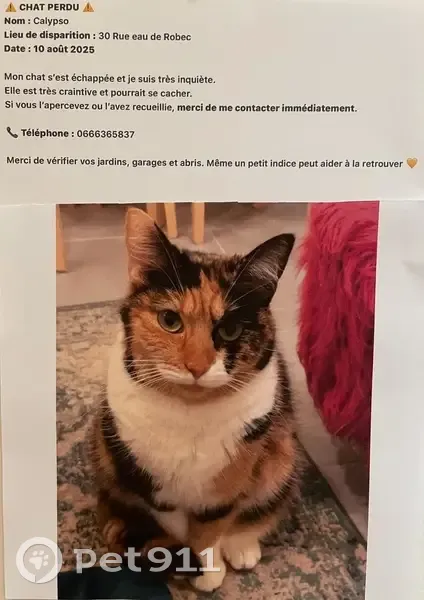 Chat tricolore perdu, Rouen, très craintif - photo