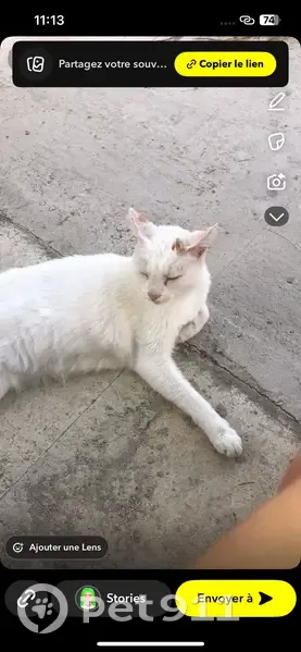 Chat blanc perdu, croûte aux oreilles, Eaunes - photo