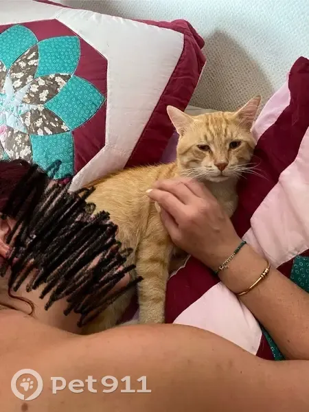 Chat perdu : Rubis, 5 ans, roux tigré - photo