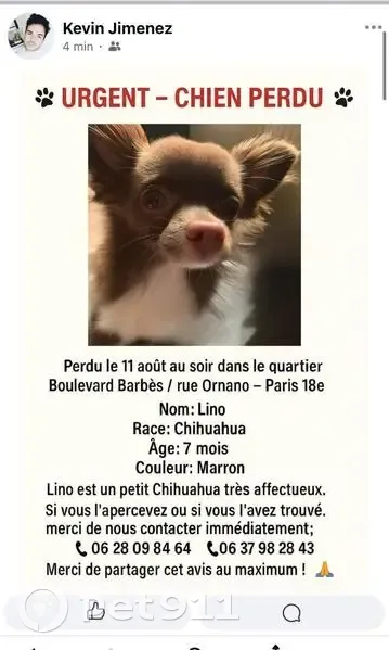 Chihuahua marron perdu Boulevard Barbès - photo