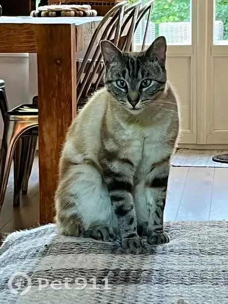 Chat perdue tigrée yeux bleus Ozoir - photo