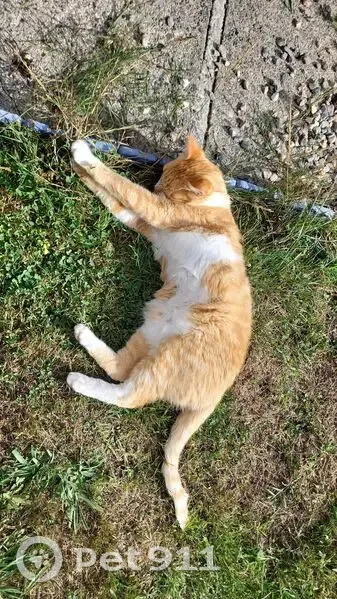 Chat perdue, très sociable à Nay - photo