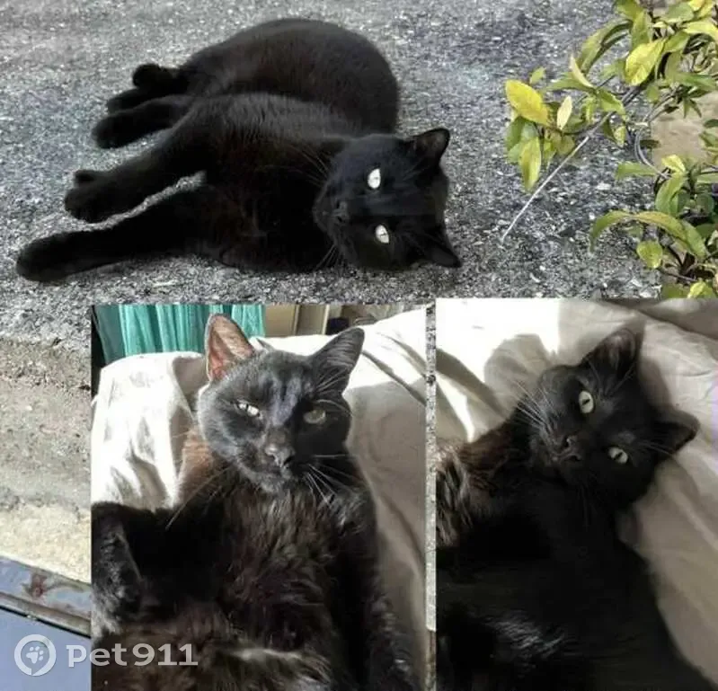 Chat noir 