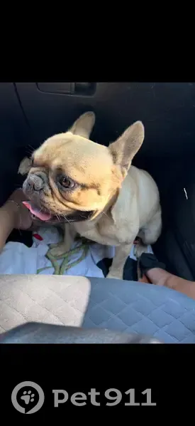 Bouledogue fauve perdu à Bordères - photo
