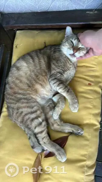Chat tigré roux perdu à Orsay - photo