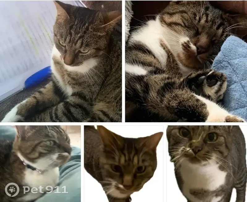 Chatte tigrée perdue à Morainvilliers - photo