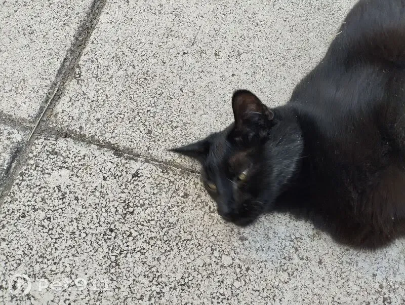 Chatte noire câline trouvée à Saint-Péray - photo