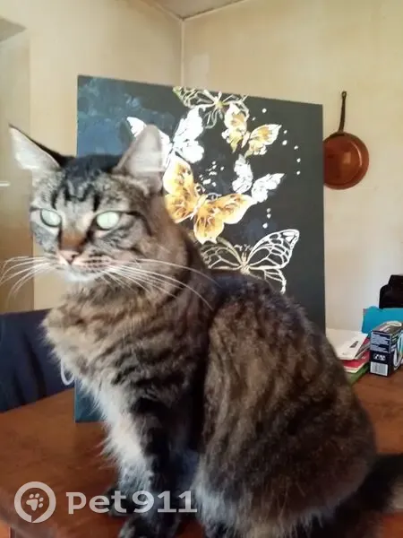 Chatte tigrée foncée perdue à Javrezac - photo