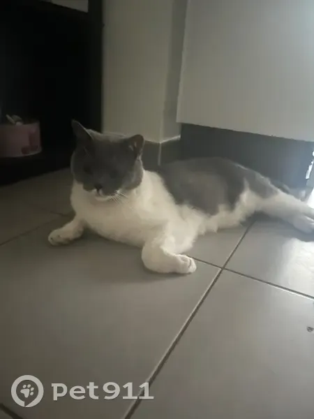 Chat perdu : Hijo, British gris et blanc - photo
