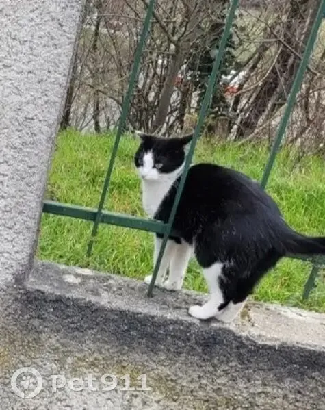 Chat perdu : câlin et bavard à Conflans - photo