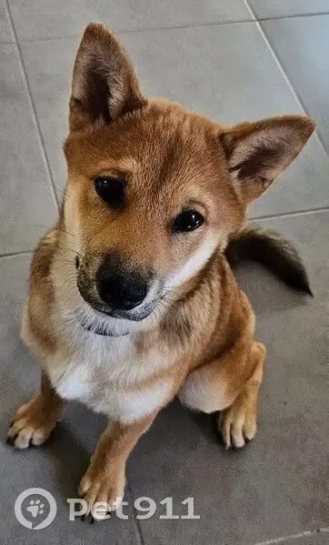 Chien perdu : Aïko, Shiba Inu 5 mois - photo