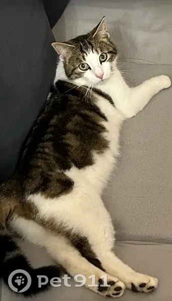 Chat perdu à Ranville : Blanc et tigré - photo