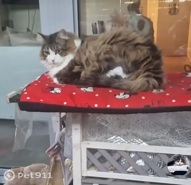 Chatte perdue : Sticky, 7kg, poils longs - photo