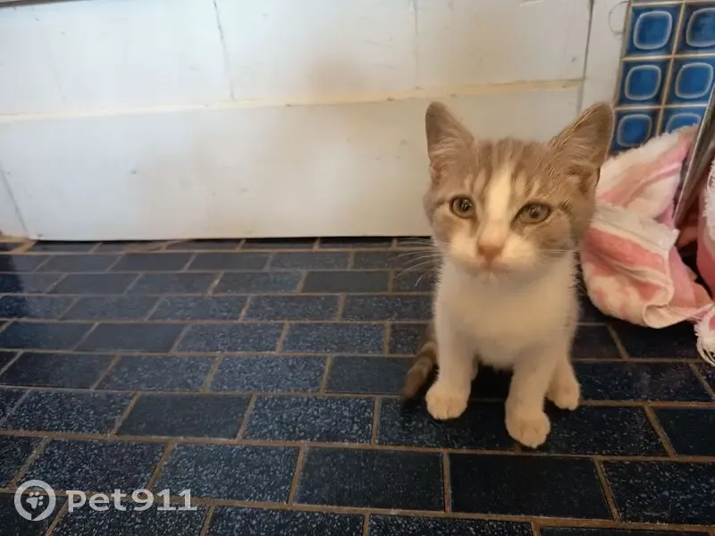 Chat gris/blanc sociable trouvé à Arelaune - photo