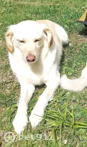 Chien perdu à Giez, craintif et pucé - photo