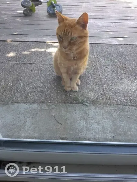 Chat roux perdu, sociable, Rue de la Creuse - photo