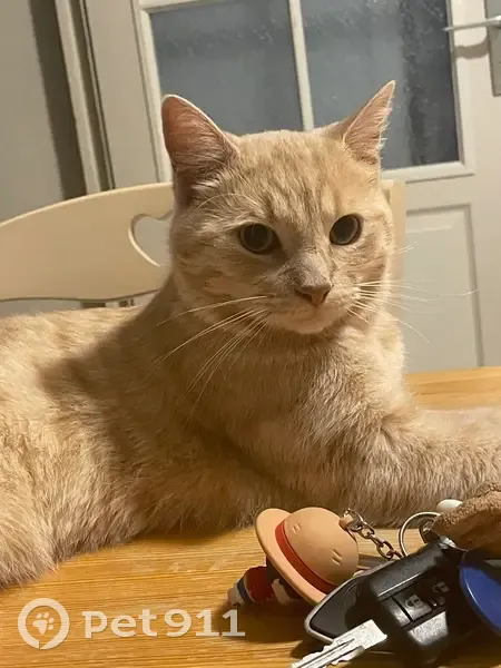 Jeune chat roux perdu à La Gaubretière - photo