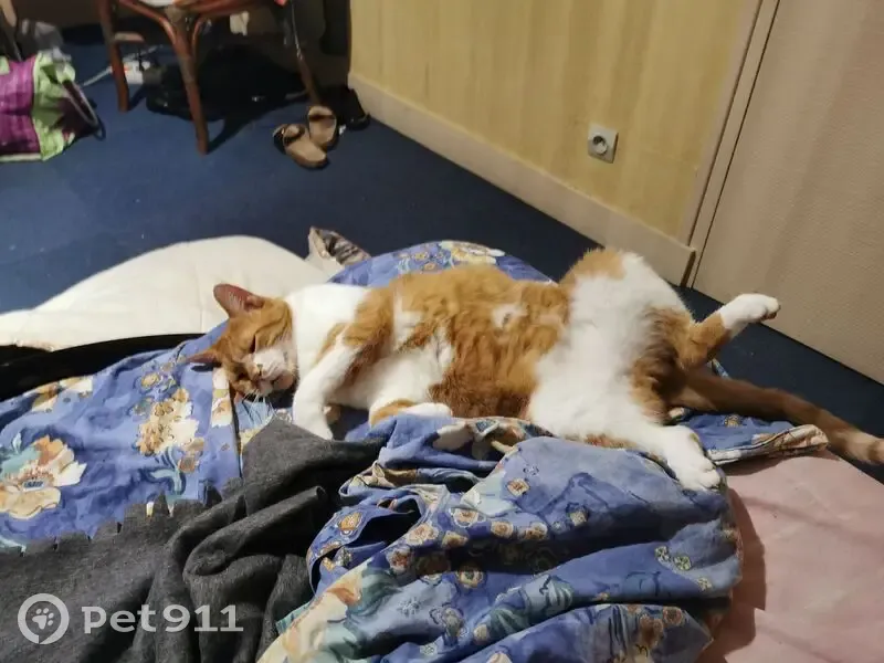 Chat roux et blanc perdu à Jouy-le-Moutier - photo