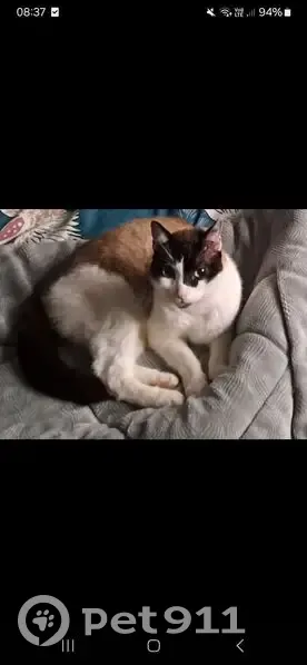 Chat mâle perdu à Libourne, secteur Montaudon - photo