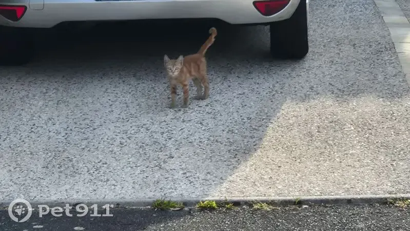 Chat trouvé à Biard, Nouvelle-Aquitaine - photo