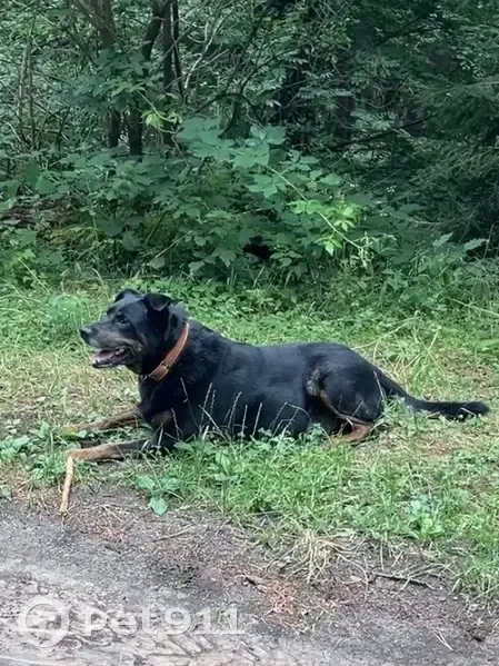 Roxy, chienne perdue près de l'étang Laurenti - photo