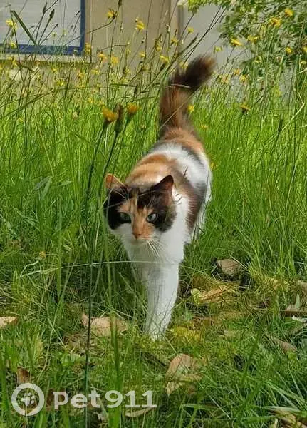Chat tricolore perdu Rue du Parc, Clayes - photo