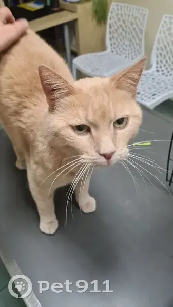 Chatte rousse trouvée à Sainte-Foy-lès-Lyon - photo