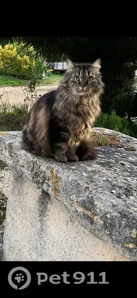Chatte Maine Coon perdue à Saint-Maur - photo