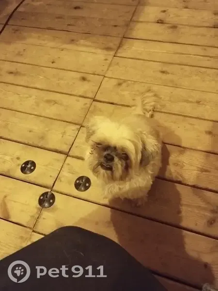 Shi Tzu perdu à Tence, 13 ans, Heaven - photo