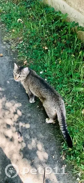 Chat gris perdu à Trégueux, Rue Marcel Rault - photo