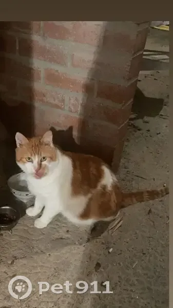 Chat perdu roux et blanc, sociable, La Verrie - photo
