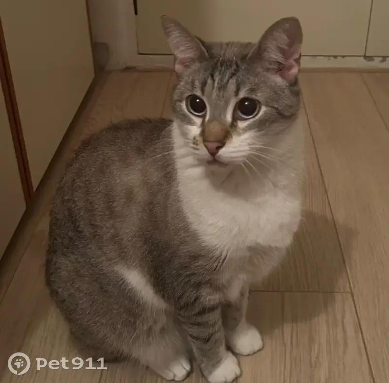 Chat perdu gris/blanc yeux bleus Nice - photo