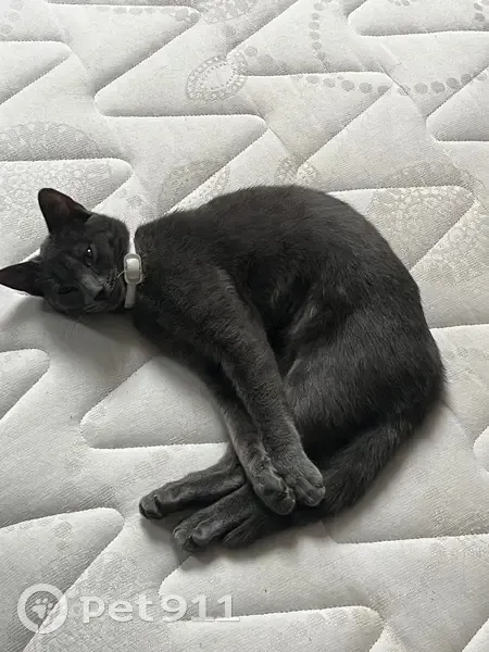 Chatte perdue gris-bleu, cicatrice ventre - photo