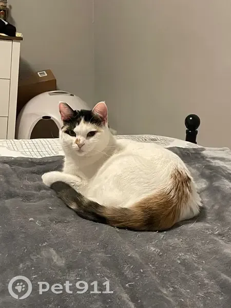 Missing: Winnie, Toothless Calico Cat - photo