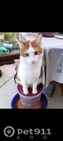Chat perdu : Nougat, blanc et roux, 7 ans - photo