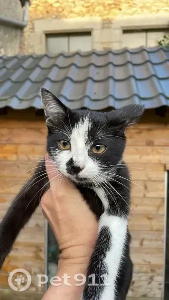Chaton noir et blanc trouvé à Laval - photo
