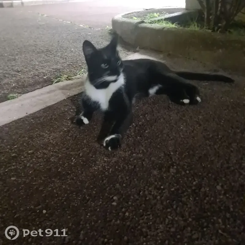 Chat trouvé Rue Rouget de Lisle, Suresnes - photo