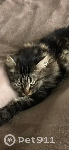 Chat perdue Raika, douce mais craintive - photo