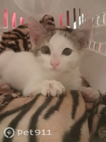 Chatte blanche et grise trouvée à Val-d'Ornain - photo