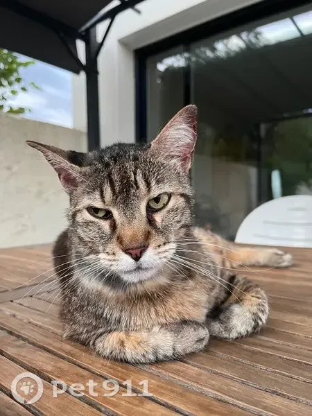Chat tigré marron perdu à Montreuil - photo